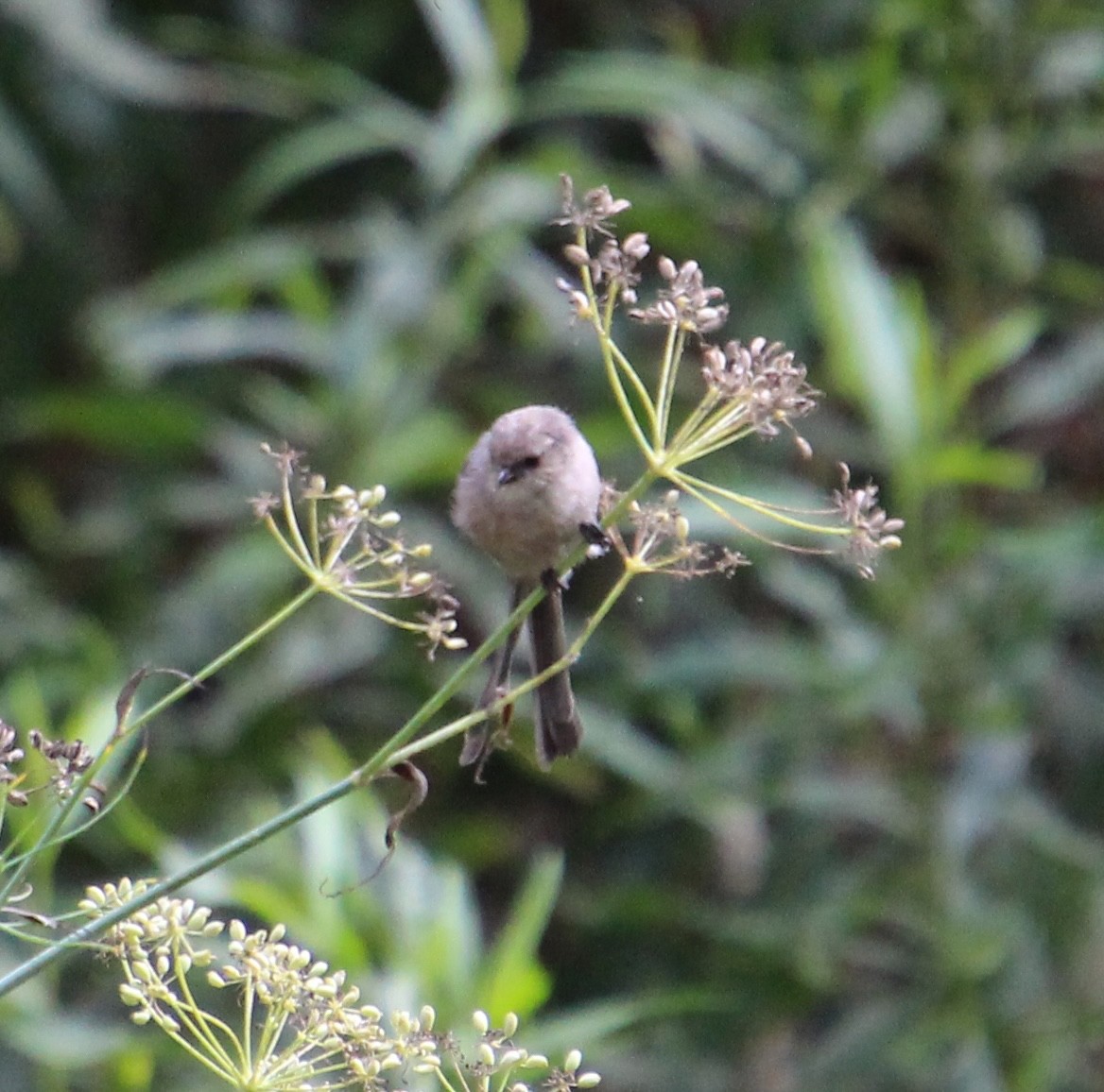 Bushtit - ML642673370