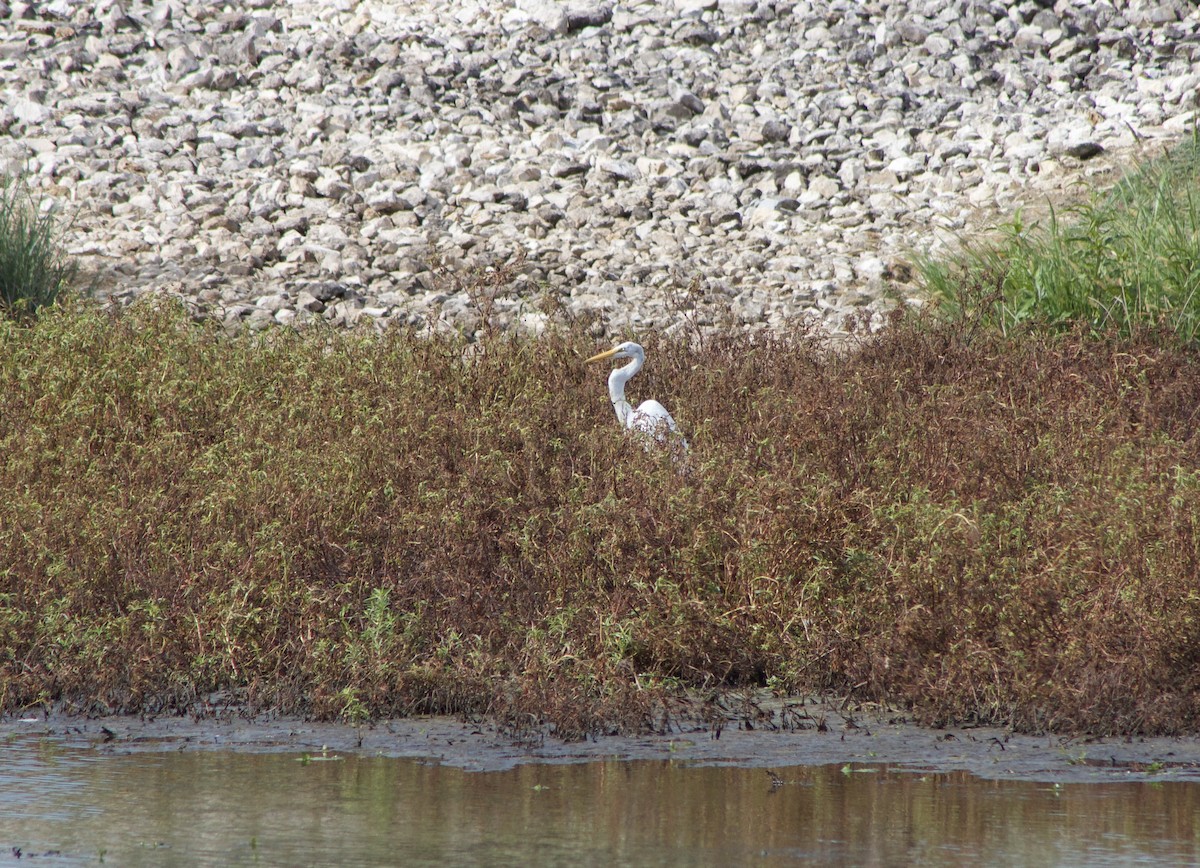 Great Egret - ML642673381