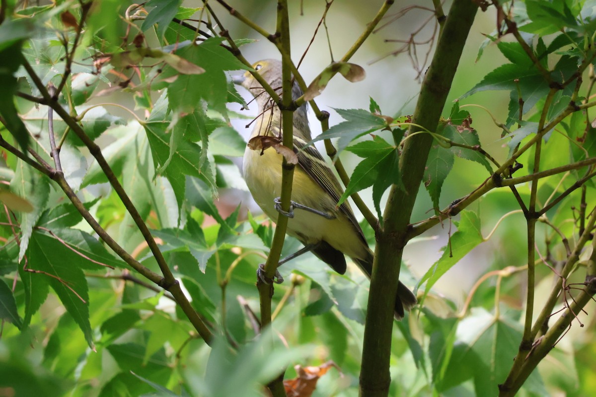 zelenáček bělooký - ML642673382