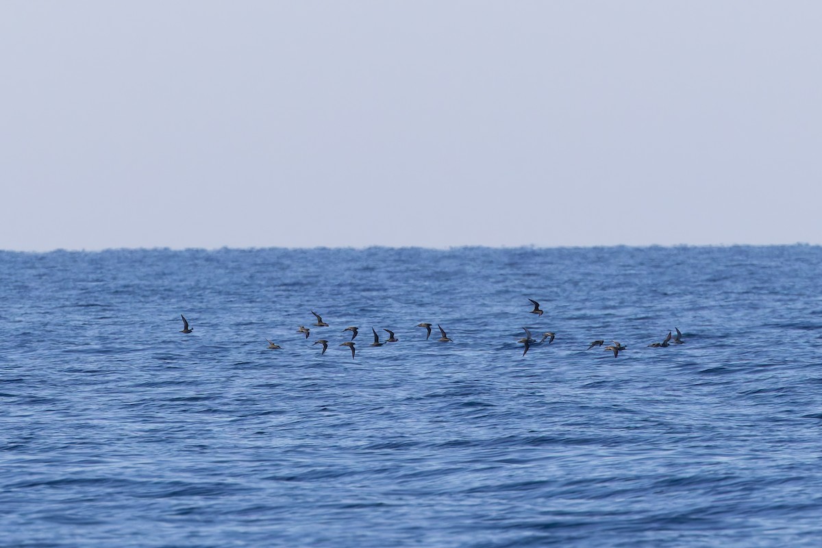 Prärie-Goldregenpfeifer - ML642673389