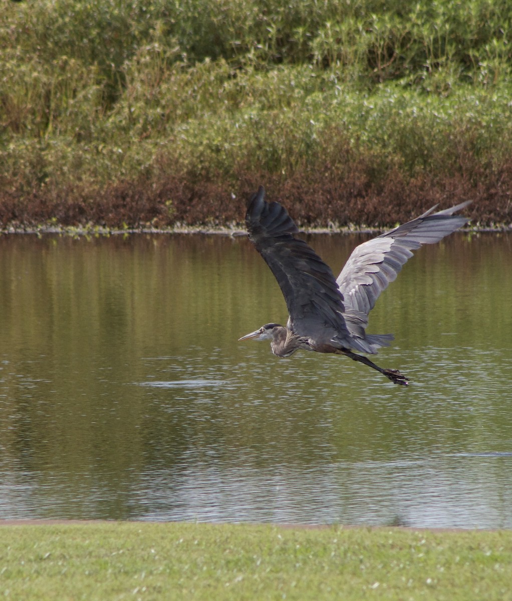 Great Blue Heron - ML642673395