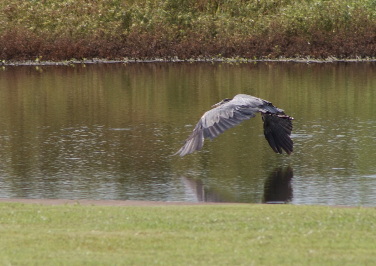 Great Blue Heron - ML642673396