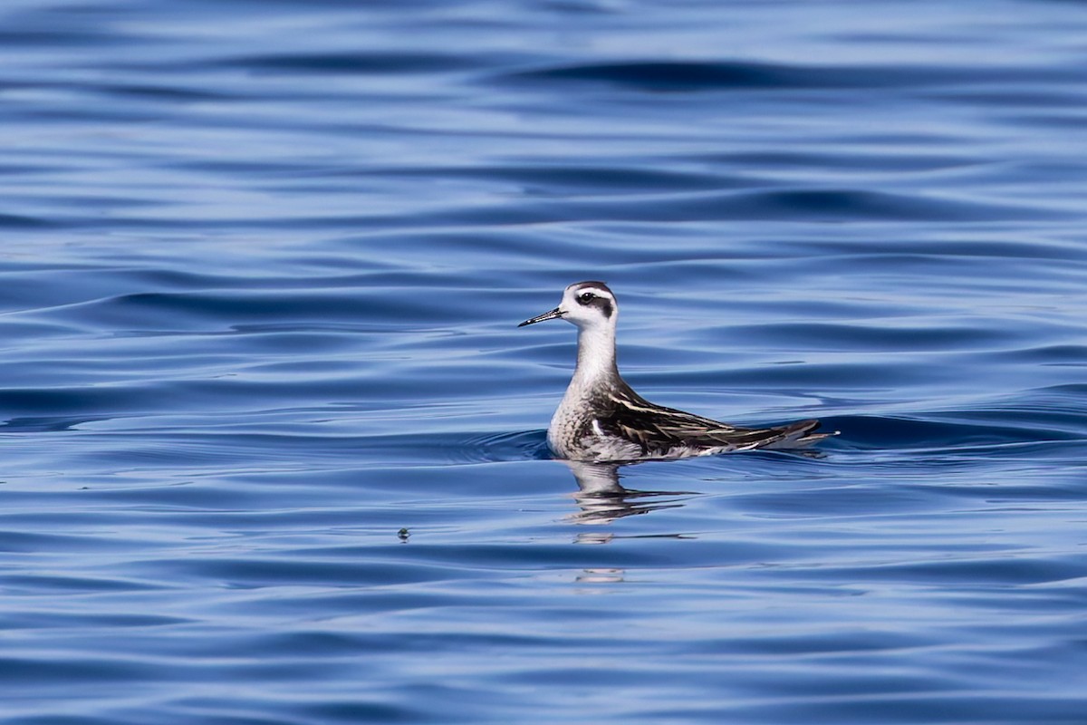 Odinshühnchen - ML642673397