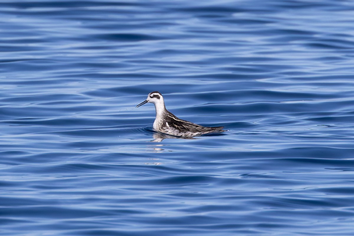 Odinshühnchen - ML642673398