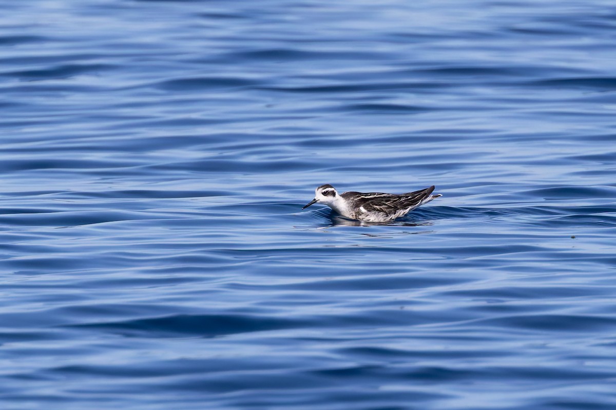 Odinshühnchen - ML642673399