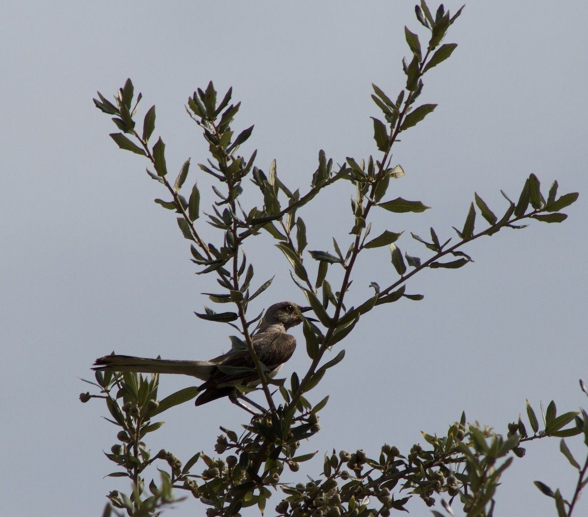 Northern Mockingbird - ML642673400
