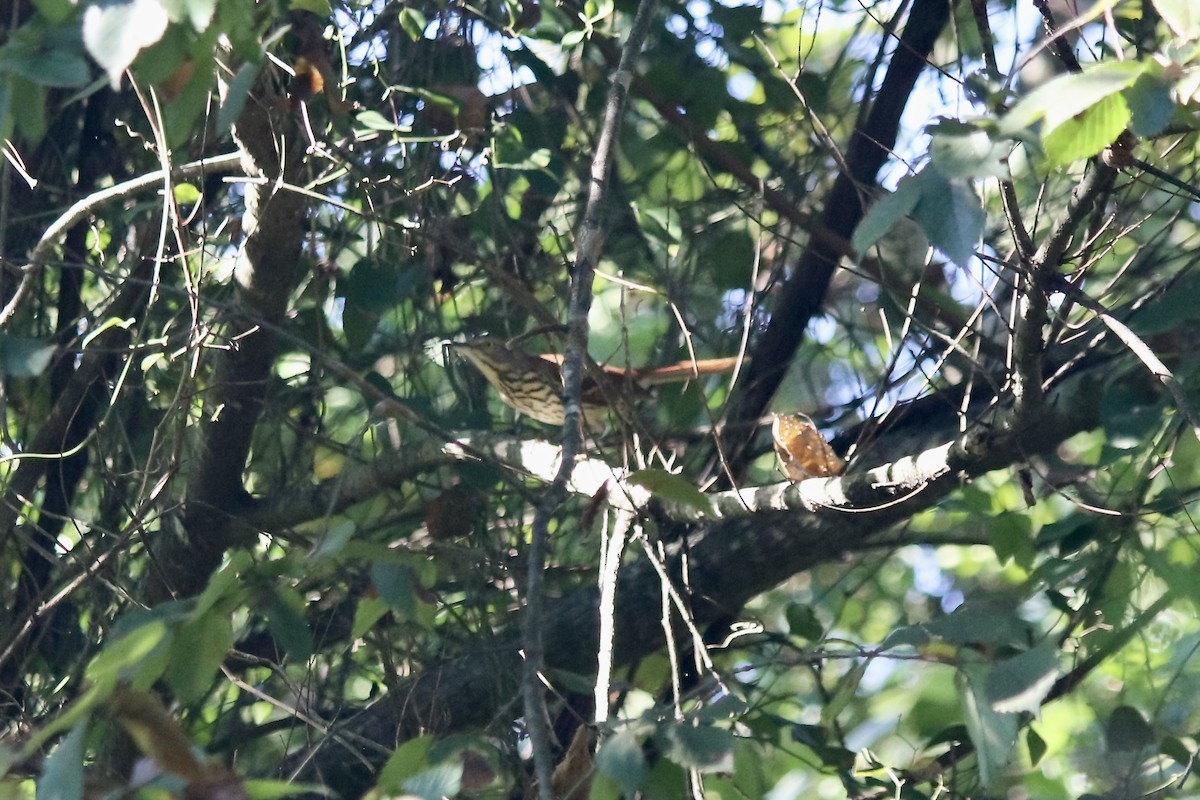 Brown Thrasher - ML642673407