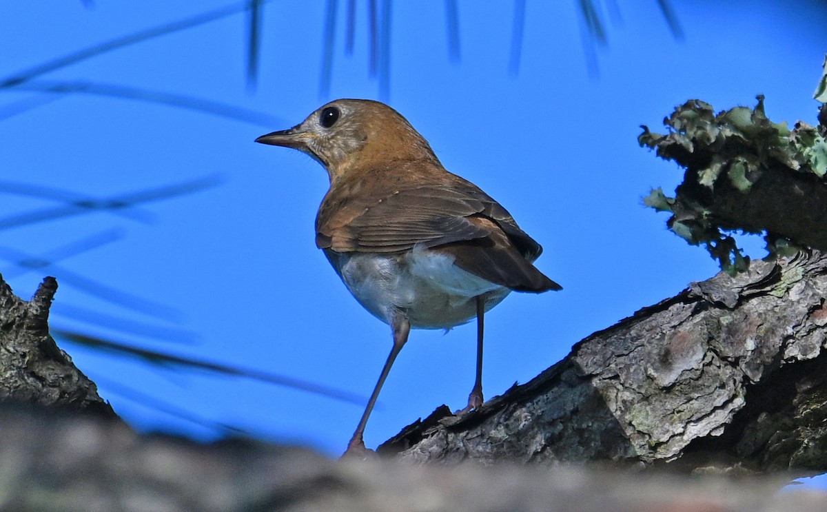 Veery - ML642673414