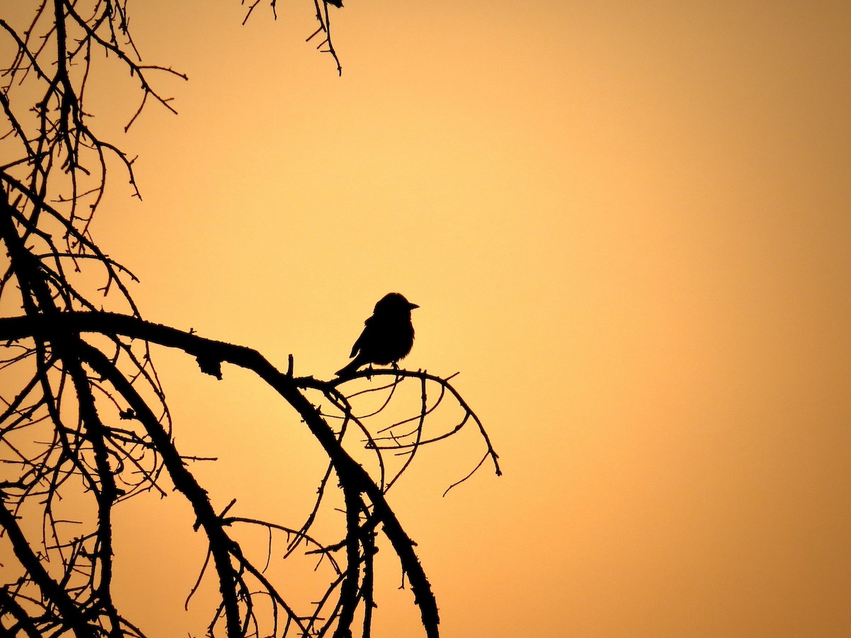 Hepatic Tanager (Northern) - ML642673417