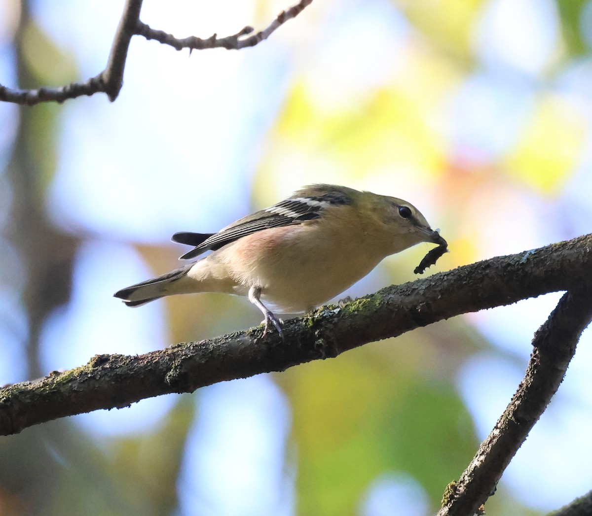 Bay-breasted Warbler - ML642673419