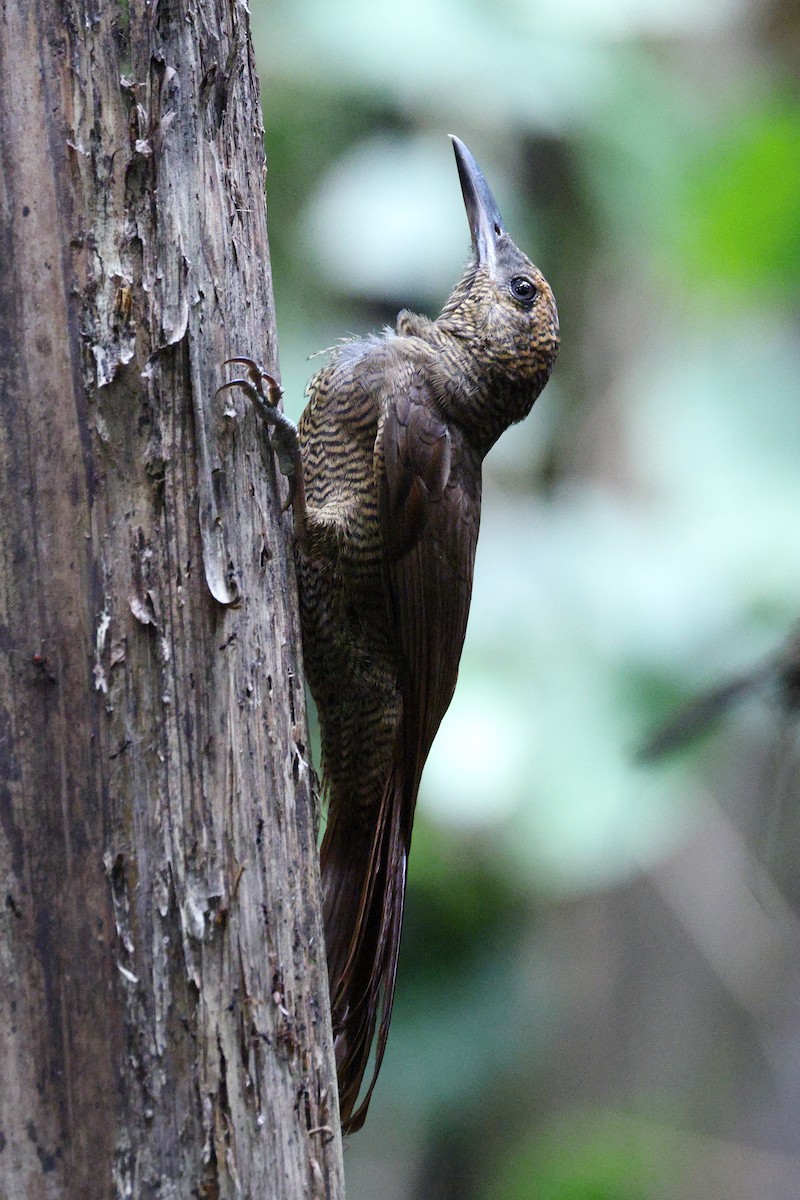 Northern Barred-Woodcreeper - ML642673422