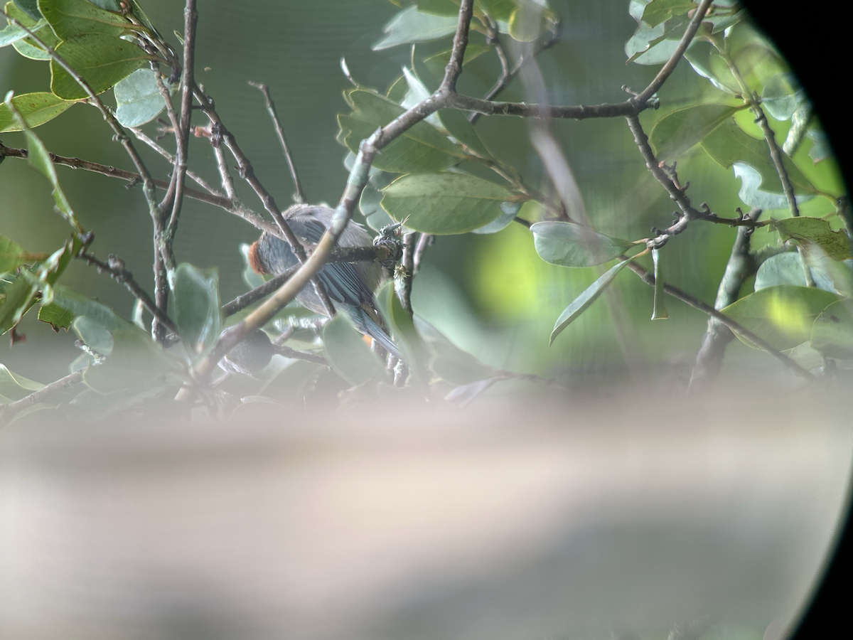 Scrub Tanager - ML642673423