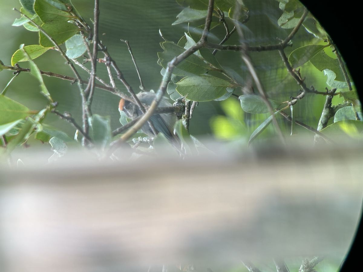 Scrub Tanager - ML642673425