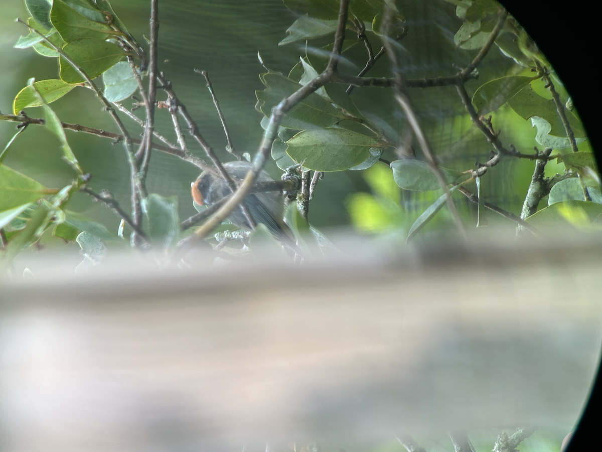 Scrub Tanager - ML642673426
