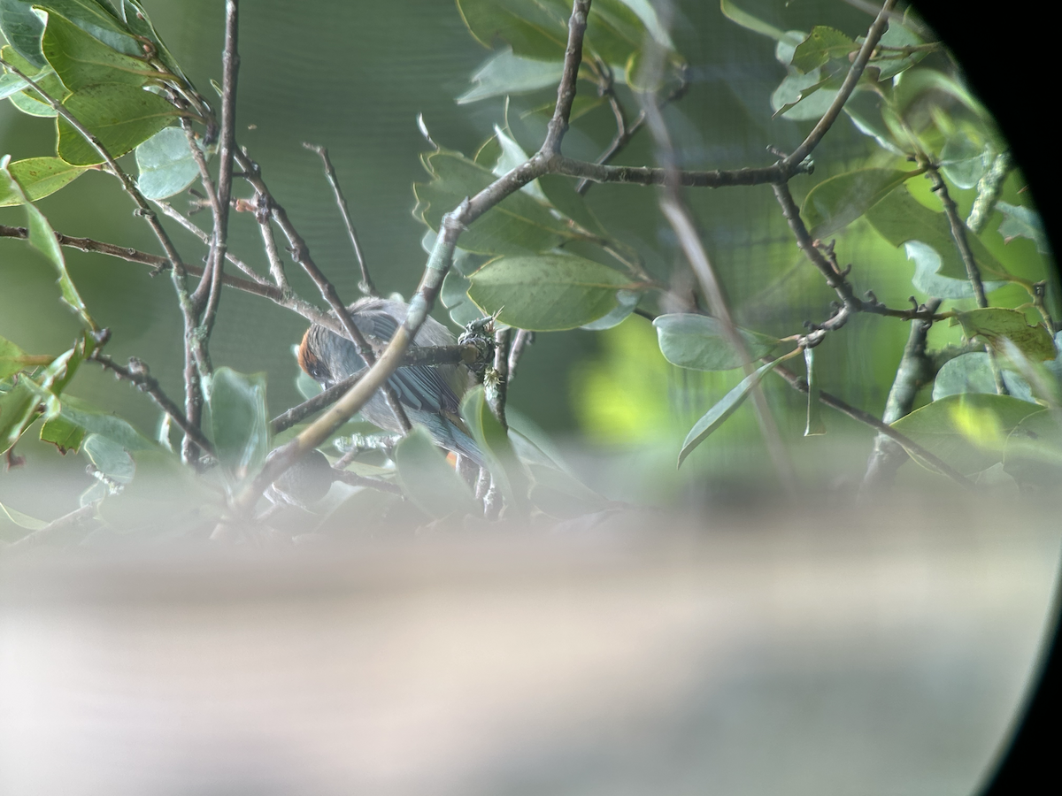 Scrub Tanager - ML642673427
