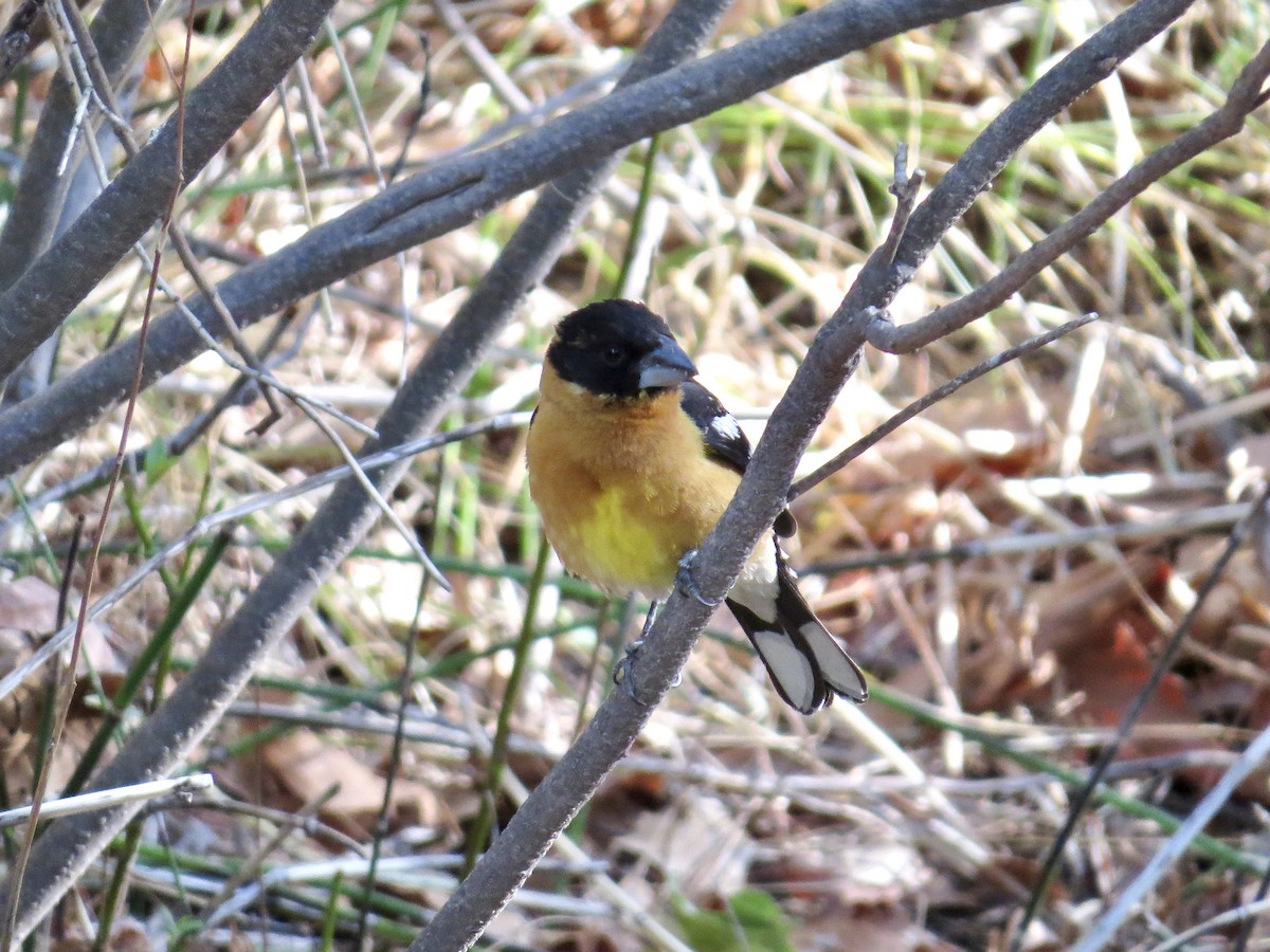 Black-headed Grosbeak - ML642673432