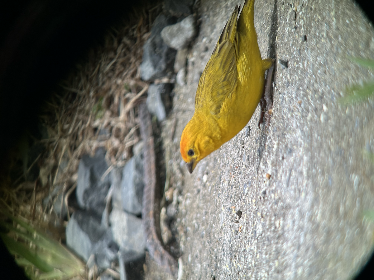 Saffron Finch - ML642673433