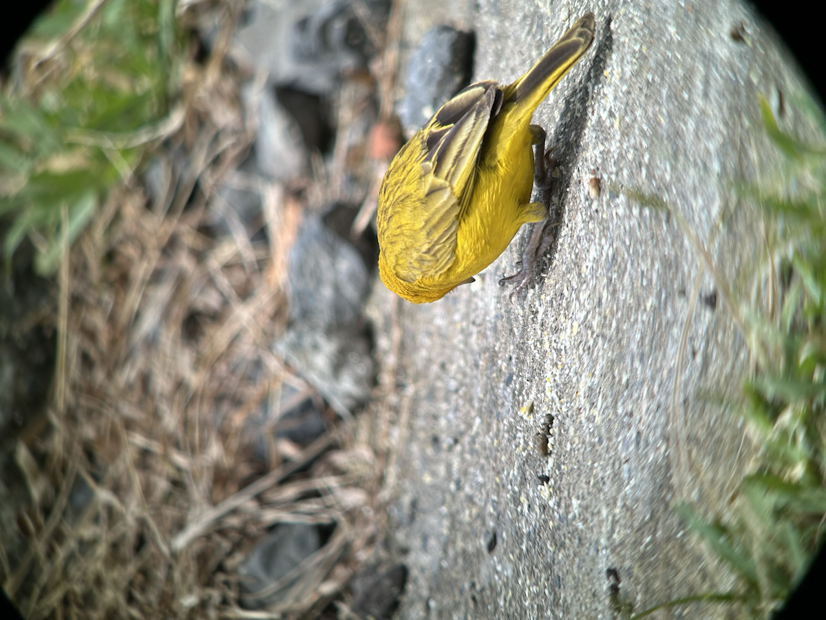 Saffron Finch - ML642673435