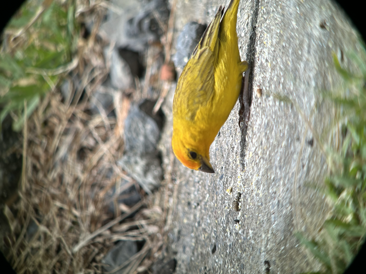 Saffron Finch - ML642673436