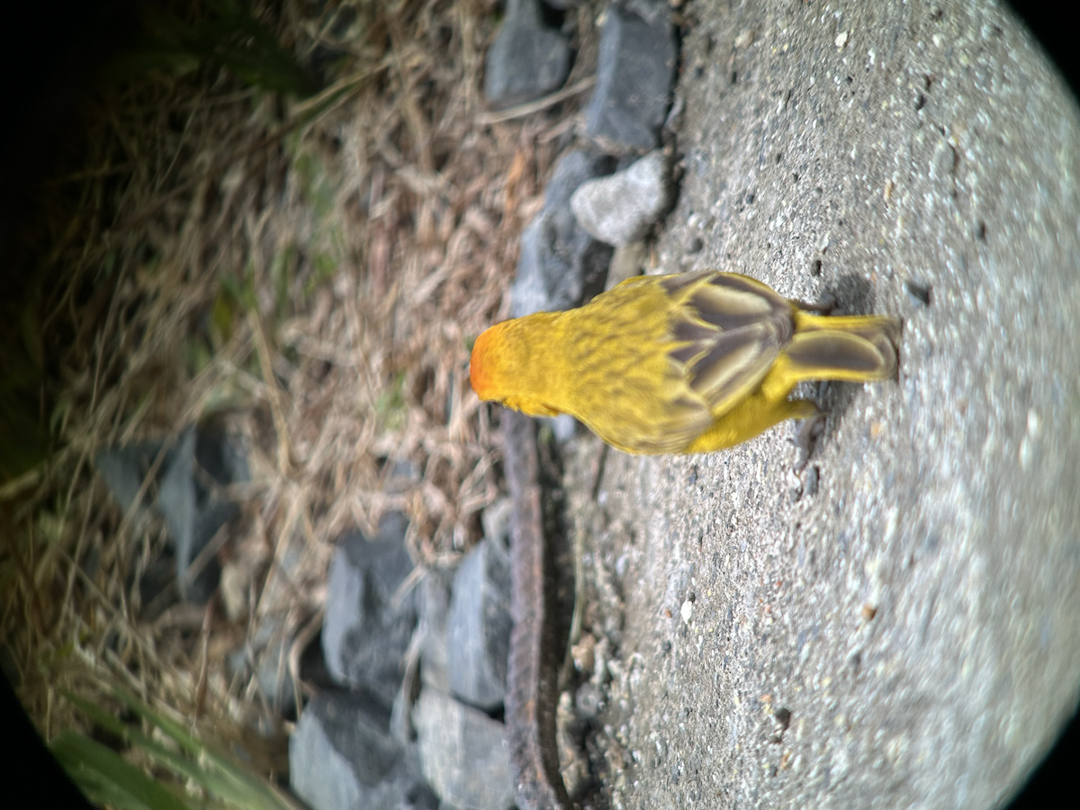 Saffron Finch - ML642673437