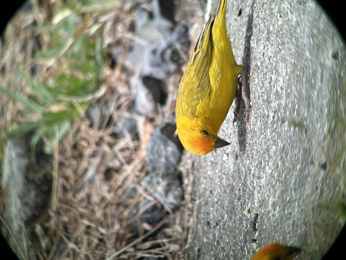 Saffron Finch - ML642673438