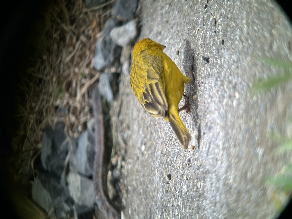 Saffron Finch - ML642673439