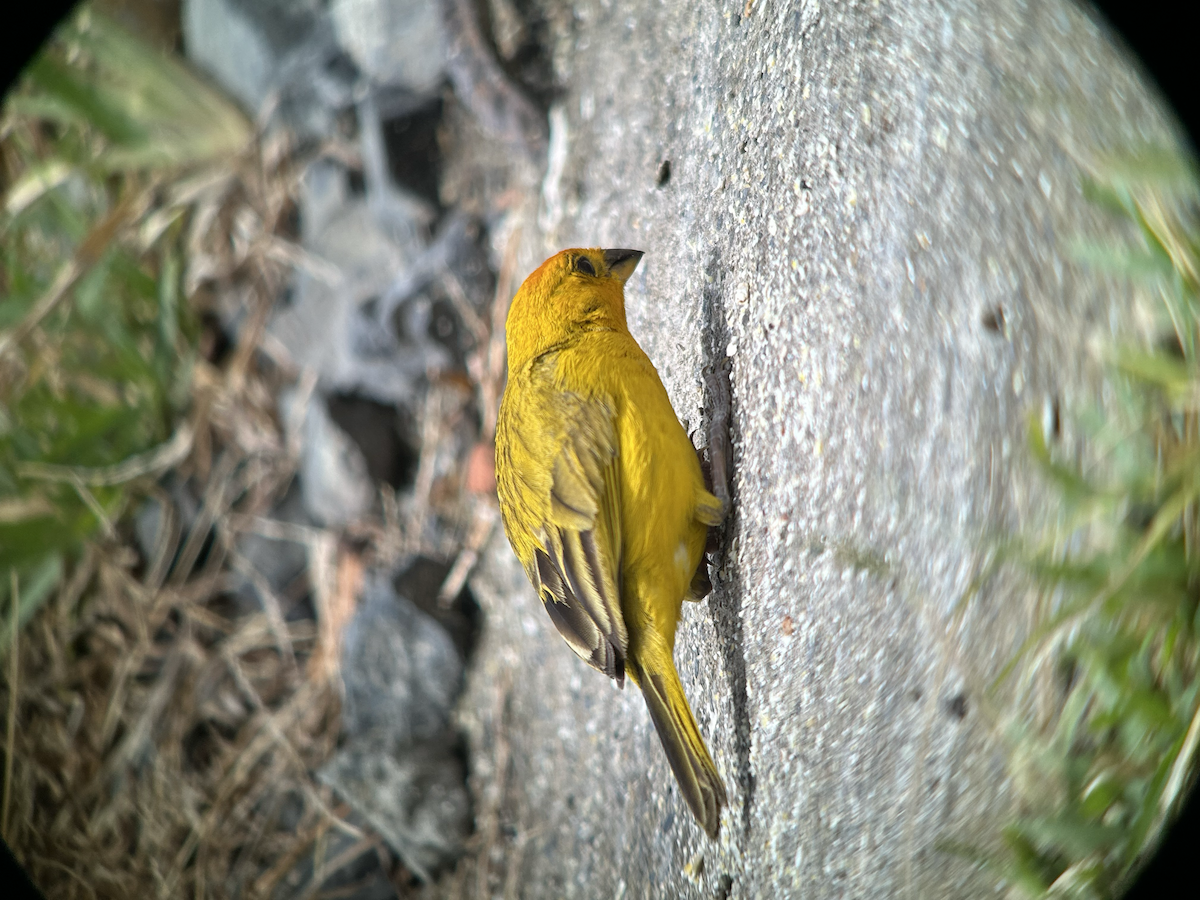 Saffron Finch - ML642673440