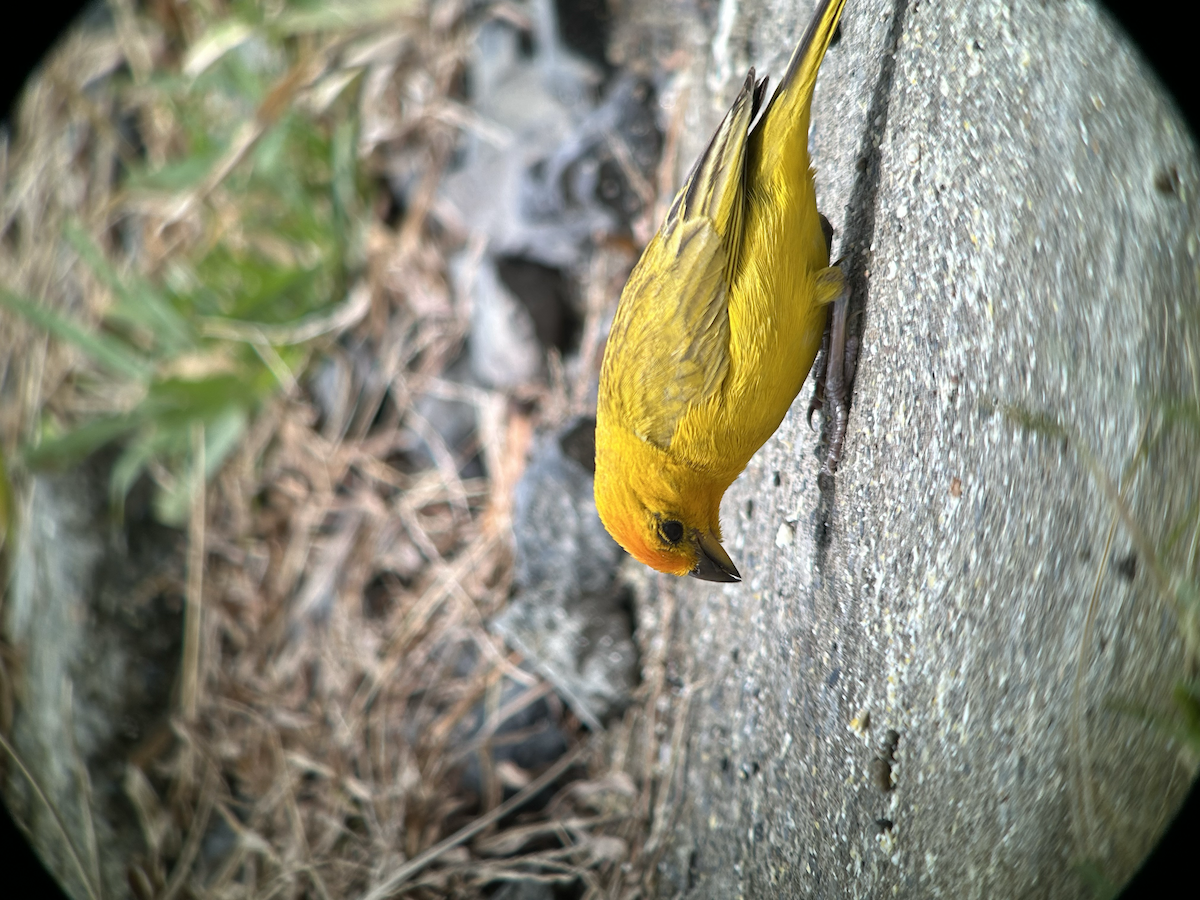 Saffron Finch - ML642673441