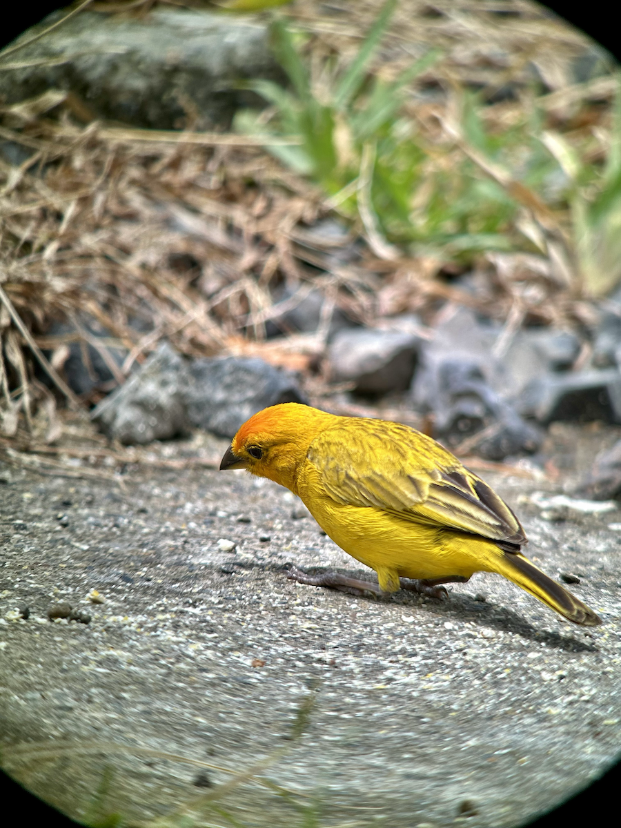 Saffron Finch - ML642673442