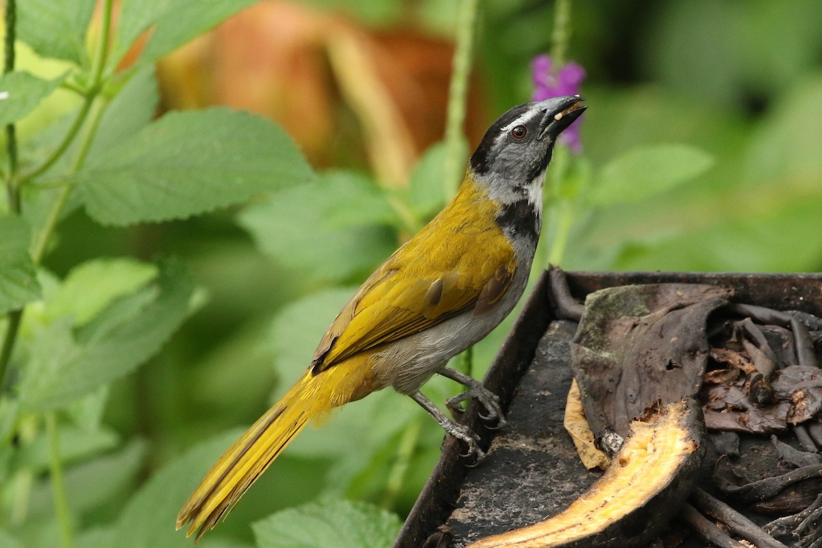 Black-headed Saltator - ML642673448