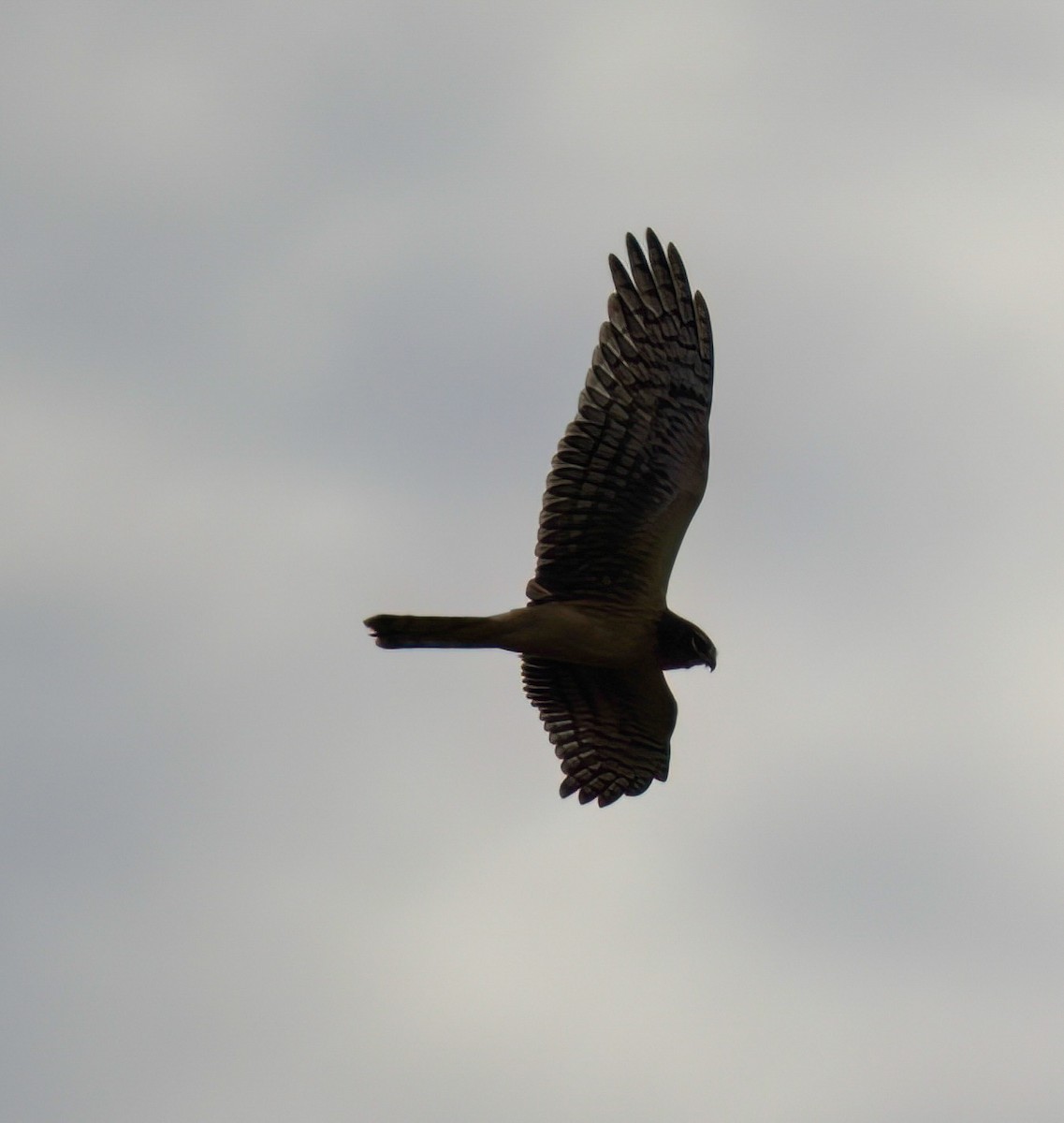 Northern Harrier - ML642673450