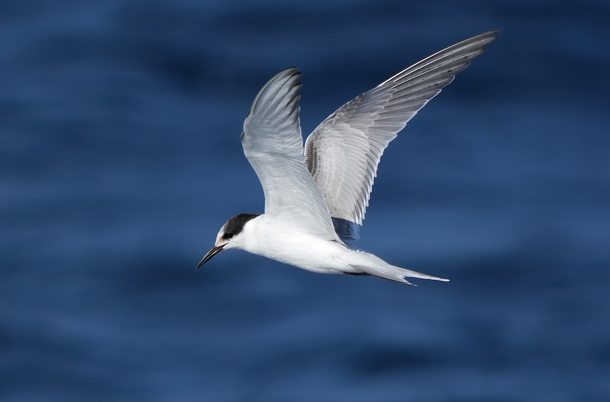 Common Tern - ML642673453
