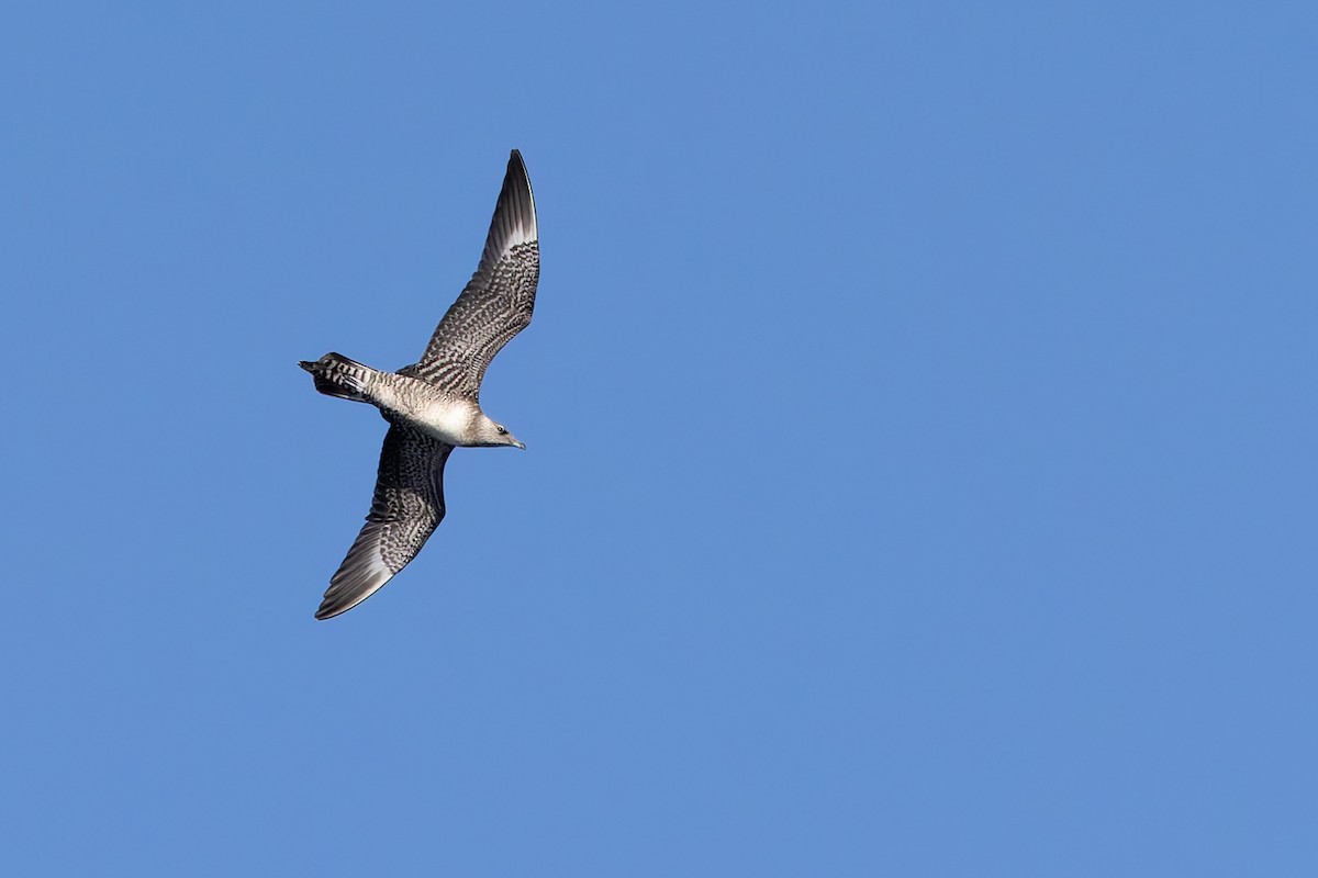 Long-tailed Jaeger - ML642673466