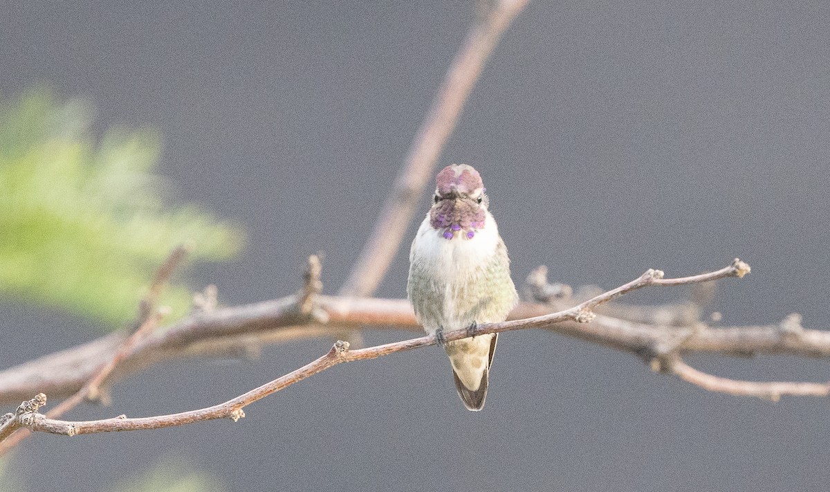 Costa's Hummingbird - ML642673471