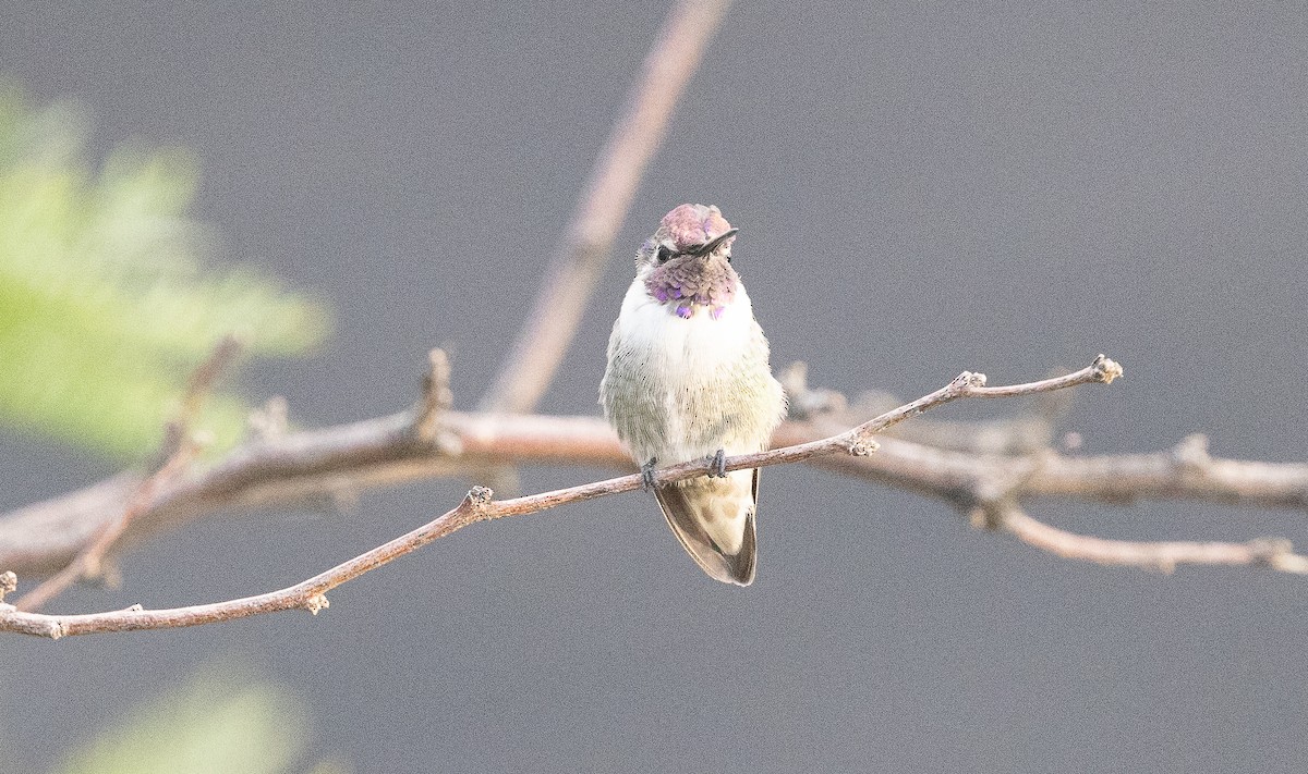 Costa's Hummingbird - ML642673474