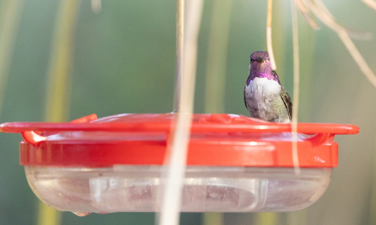 Costa's Hummingbird - ML642673476
