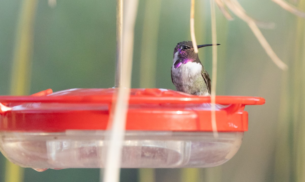 Costa's Hummingbird - ML642673477