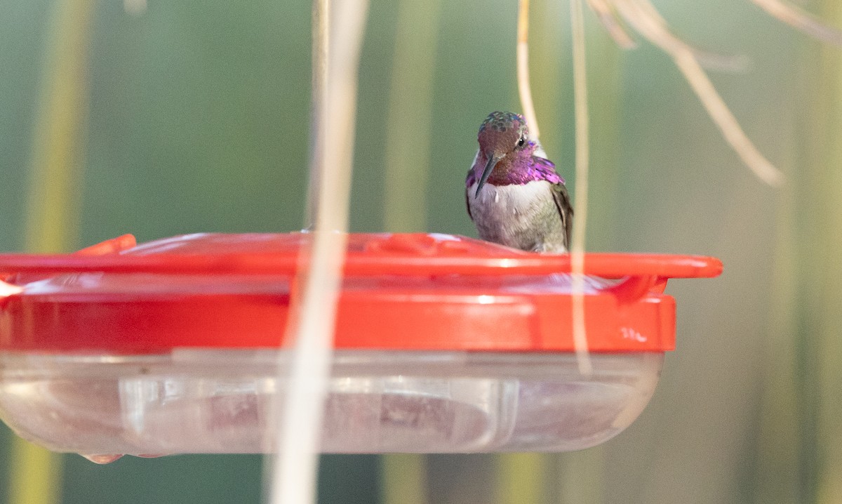 Costa's Hummingbird - ML642673478