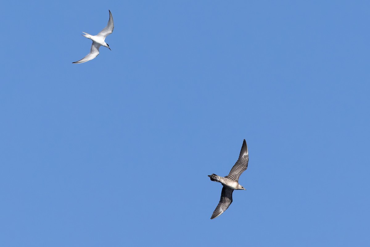 Long-tailed Jaeger - ML642673483