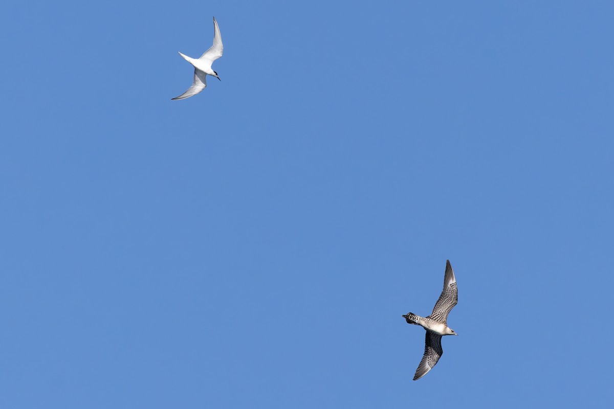 Long-tailed Jaeger - ML642673484
