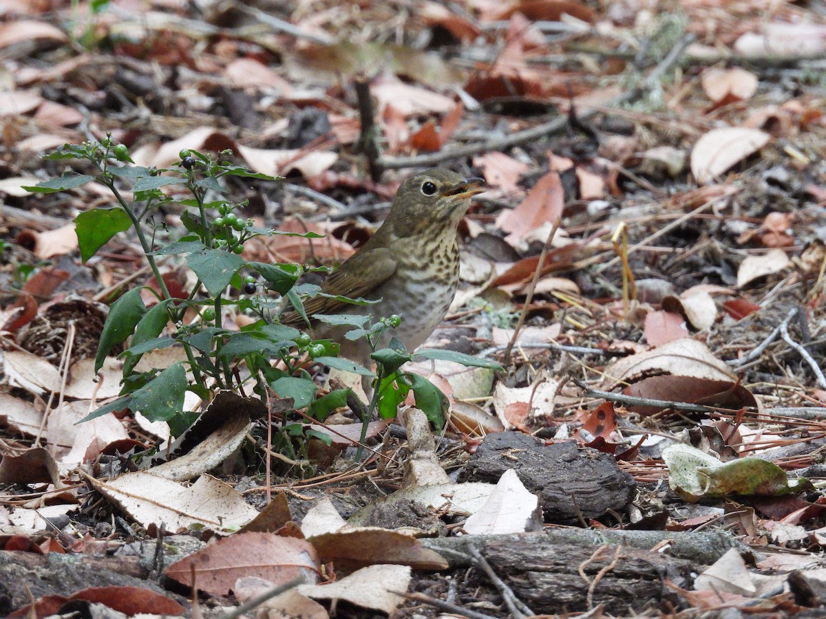 Swainson's Thrush - ML642673486