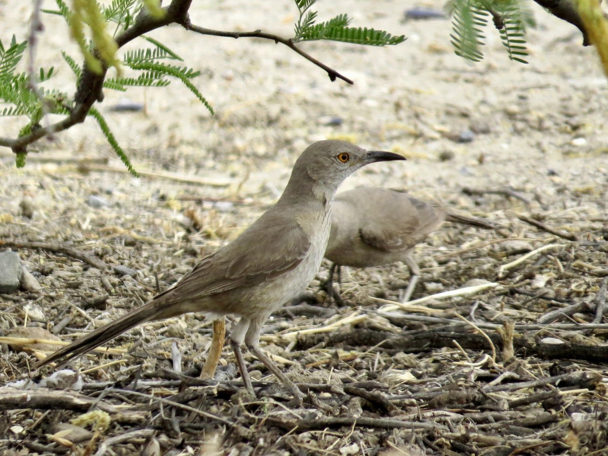Bendire's Thrasher - ML642673488