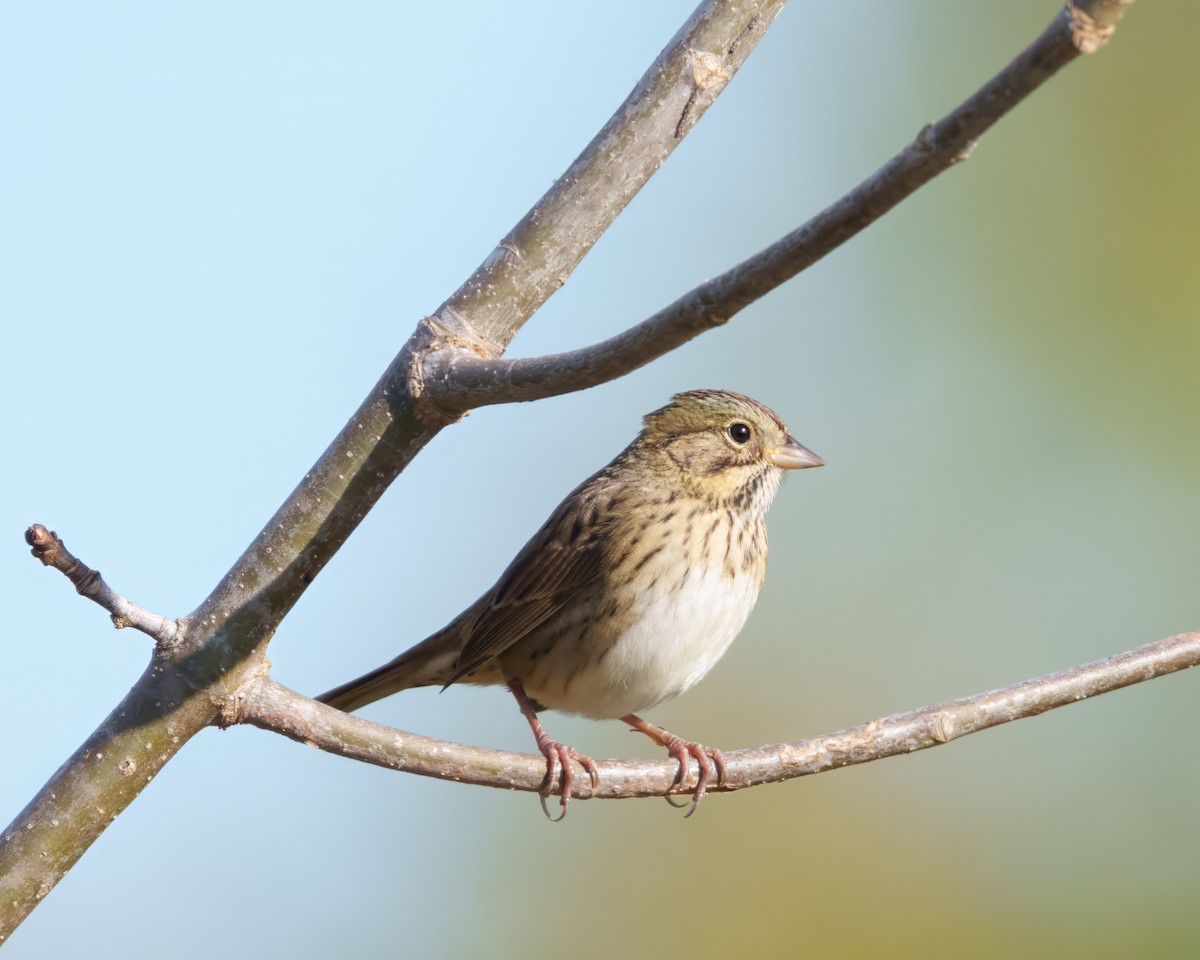Lincoln's Sparrow - ML642673489