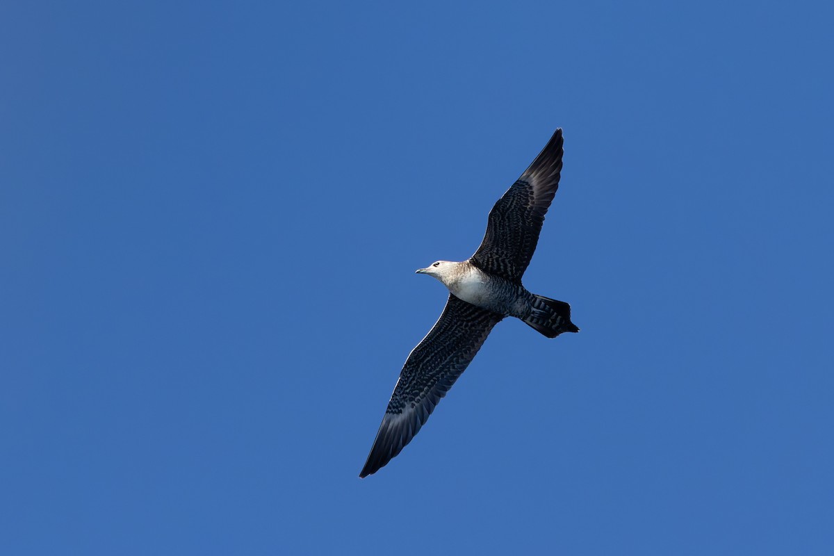 Long-tailed Jaeger - ML642673491