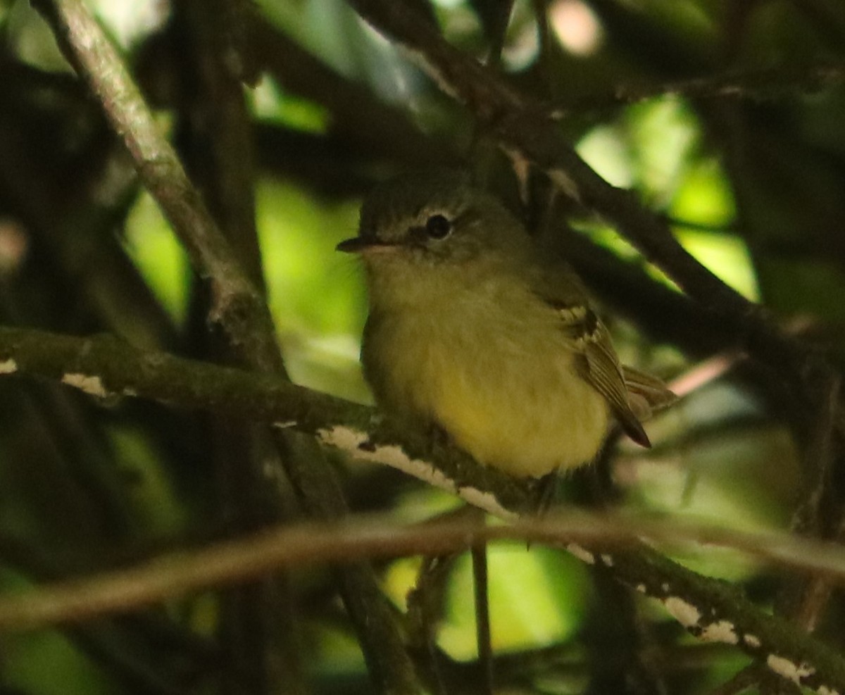 Mottle-cheeked Tyrannulet - ML642673493