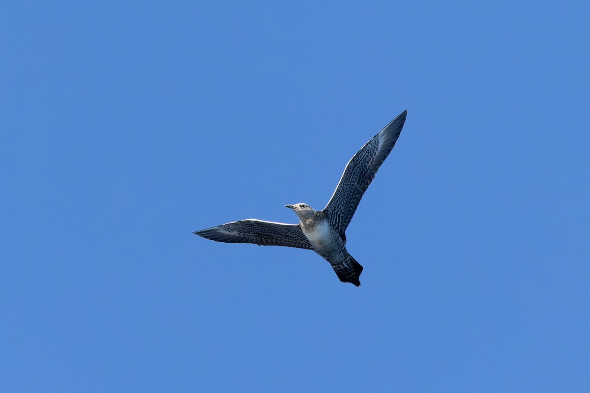 Long-tailed Jaeger - ML642673500