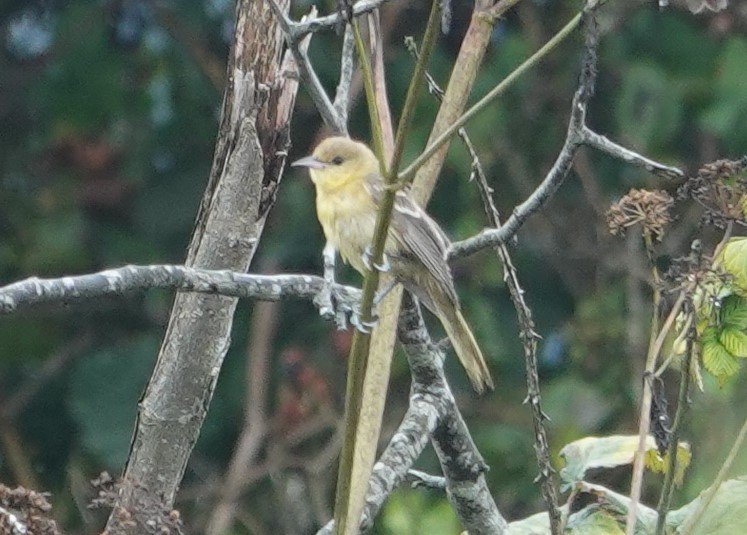 Orchard Oriole - ML642673502