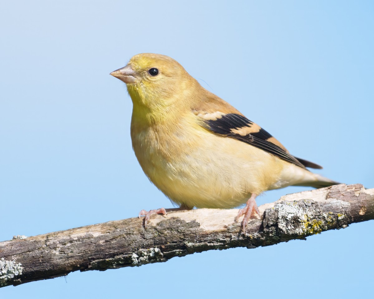 American Goldfinch - ML642673504