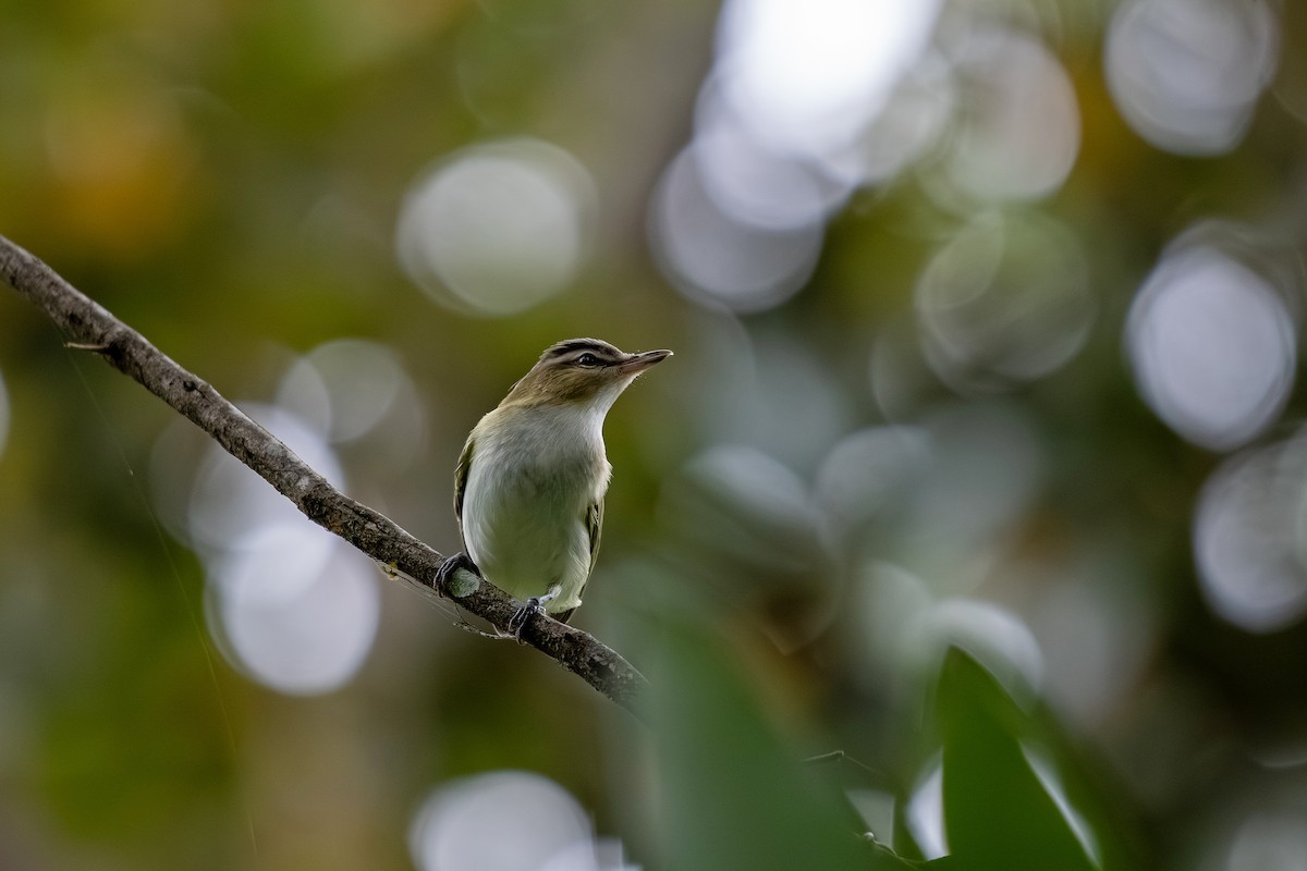 rødøyevireo - ML642673505