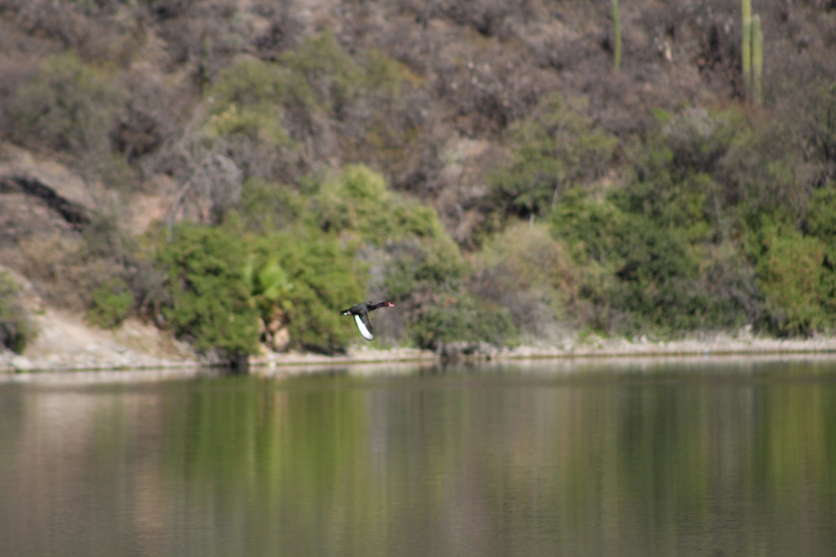 Rosy-billed Pochard - ML642673520
